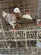 2 Roller Pigeons