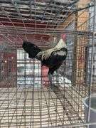 Modern Game Rooster