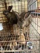 2 Flemish Gaint Bunnies