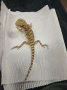 Baby Bearded Dragon w/ Eye Issue - Eating Crickets & Dubia Roaches