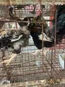2 Ameraucana Cross Roosters