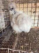 Showgirl Laying Hen