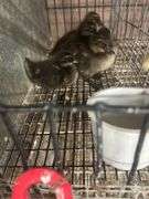 5 Khaki Campbell Ducklings - Hatched Under Hen