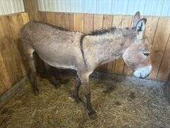 Jack Donkey - 7 Yrs Old - Friendly & Good w/ Livestock w/ Coggins Paperwork