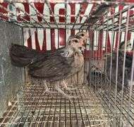 Pair Silver Phoenix