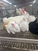 New Zealand Doe w/ 6 Bunnies - Selling As A Family