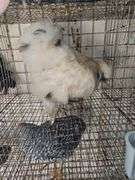 Paint Silkie Rooster