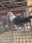 Silver Duckwing Layer Hen - 7wks Old - Has A Hurt Leg