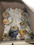 9 Mille Fluer Cross Chicks