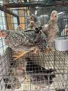 5 Young Cream Legbar/Barred Rock
