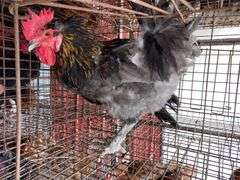 Maran Rooster