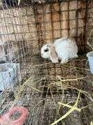 Holland Lop Bunny