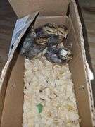 5 Chicks- 1 Cream Legbar Cockerels & 4 Cream Legbar Pullets