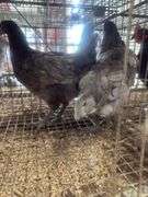 3 Blue Jersey Giant Pullets