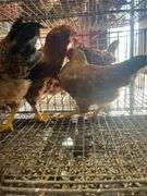 3 Roosters - 2 Bielefelder & 1 Ameraucana Mix