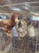 3 Easter Egger Hens