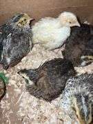 8 Celadon Mix Coturnix Quail - 2.5 Wks Old