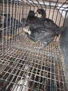 4 Black Jersey Giant Pullets