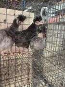 3 Polish Pullets - 5 Wks Old