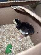 Green Peachick