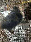 2 Lionhead Bunnies - Unsexed