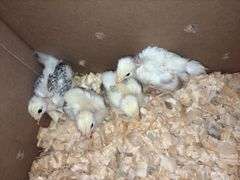 4 Turken Chicks