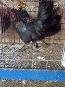 2 Barnyard Mix Cockerels