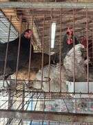4 Easter Egger Australorp Hens - 2.5yrs Old
