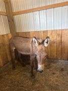 Jack Donkey - 7 Yrs Old - Friendly & Good w/ Livestock w/ Coggins Paperwork