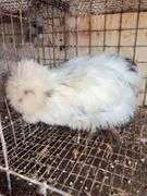 Paint Silkie Pullet