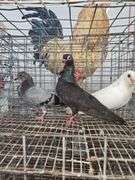 Pair of Figurita Pigeons & Baby