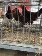 4 Barnyard Mix Roosters