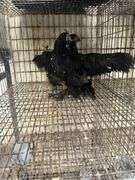 Pair Mottled D'uccles - 14 Wks Old