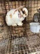 Holland Lop Buck