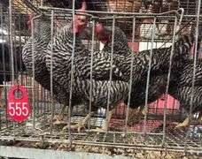4 Barred Rock Hens - 8 Mos Old