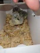2 Lavender Chicks