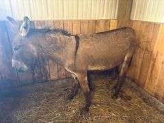 Jack Donkey - 7 Yrs Old - Friendly & Good w/ Livestock w/ Coggins Paperwork