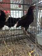 4 Barnyard Mix Roosters