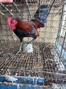 Banty Rooster