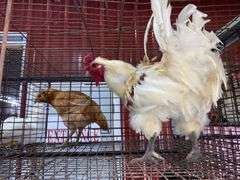 American Bresse Rooster - 1 Yr Old