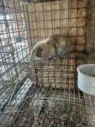 Holland Lop Bunny