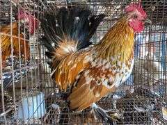 Mille Fluer Duccle Rooster