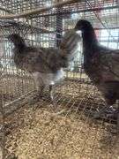 3 Blue Jersey Giant Pullets