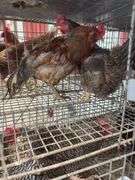 Pair Chickens