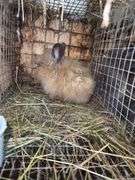 Tan Lionhead Buck