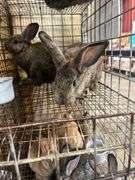 2 Flemish Gaint Bunnies