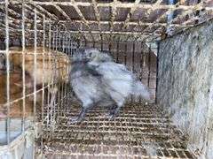 5 Lavender Orpington Pullets