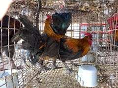 2 Banty Roosters