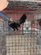 Modern Game Rooster