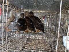 3 Rouen Hen Ducks